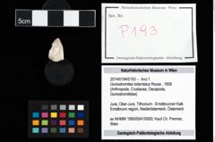 Foto (Objekt + Etikett) von Goniodromites bidentatus (Reuss, 1858)  (NHMW-GEO-2014-0194-0193)